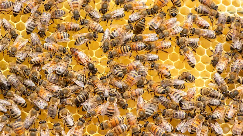 In rural India , beekeeping offers a rich opportunity that combines ecological advantages with economic viability. Communities can take advantage of the regional biodiversity while satisfying commercial demands by raising hives to create honey and beeswax goods.