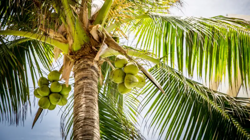The Indian economy depends heavily on coconuts. The country is the world’s top producer of coconuts. On 1.94 million hectares of Indian land, coconuts are farmed. 