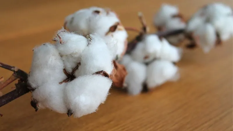 Cotton Supply Business - Small Scale Business Idea in Ahmedabad