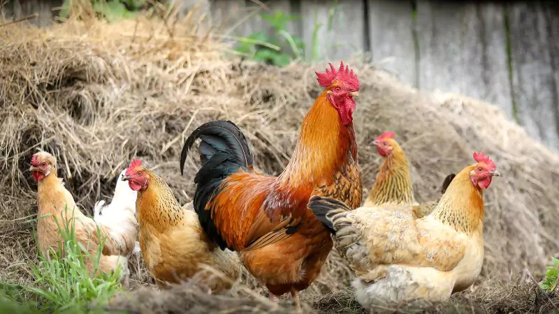 Poultry Farm Business - Small Scale Business Ideas in Patna