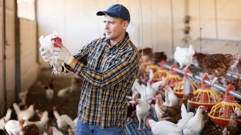 Poultry Farming Business - Small Business Idea in Kolkata