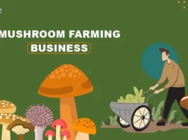 Starting Mushroom Farming Business in India